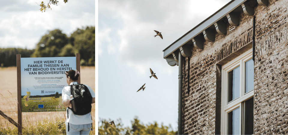 Boerenzwaluwen in har van Limburg