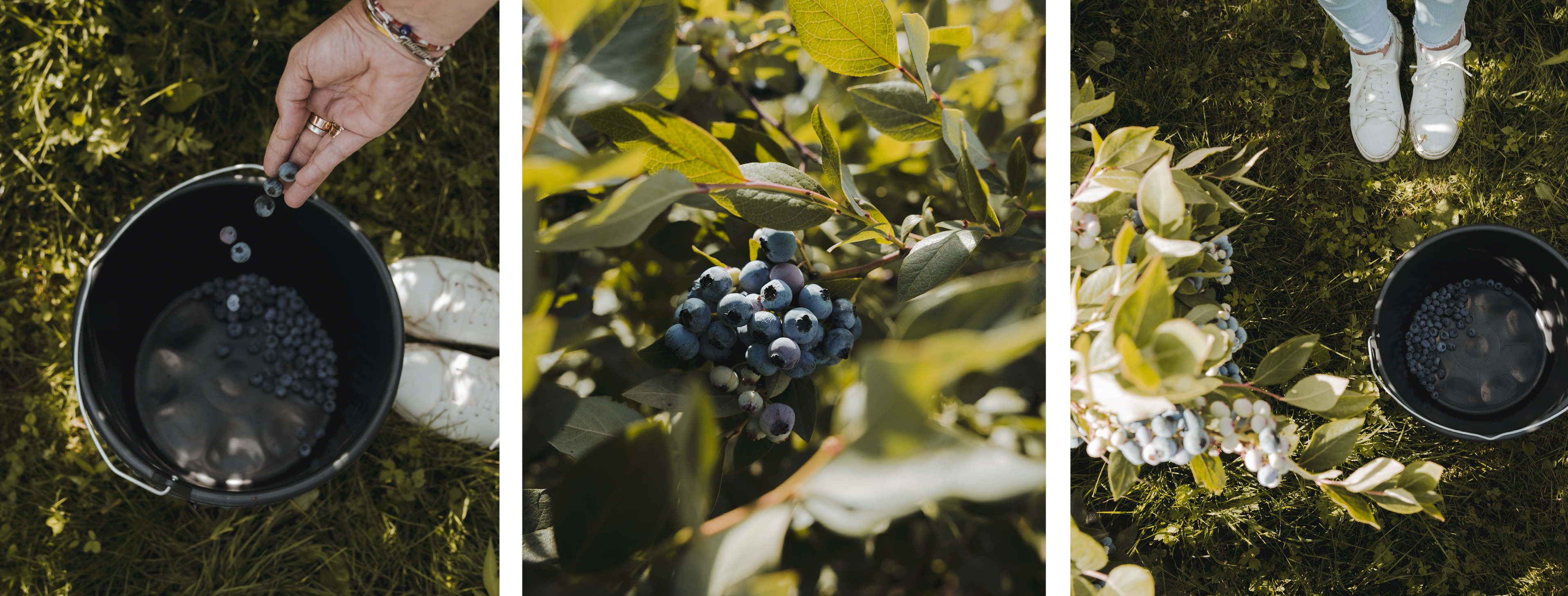 De zomer op z'n bes(t). drieluik van blauwe bessen