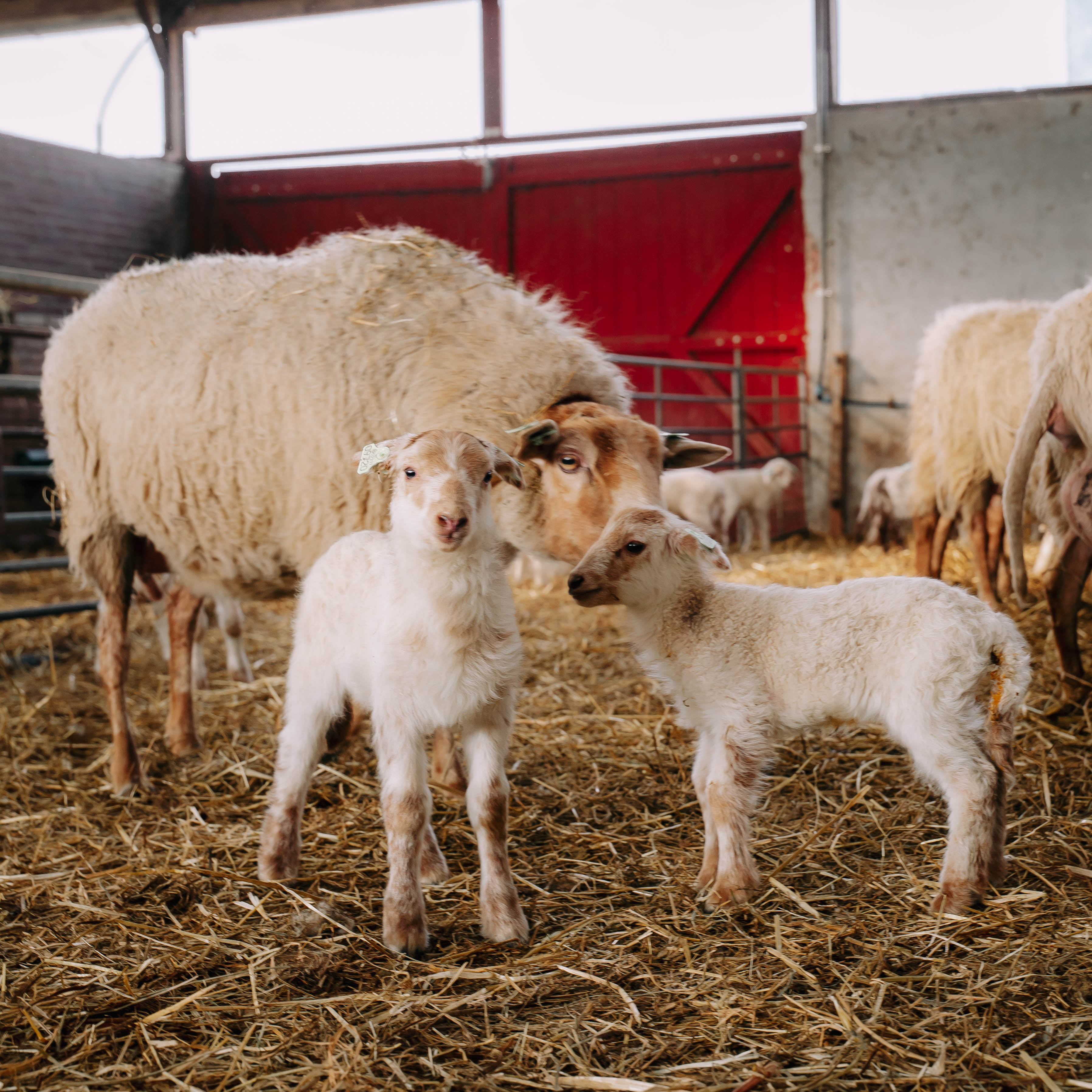 lambs with their mother De Wassum