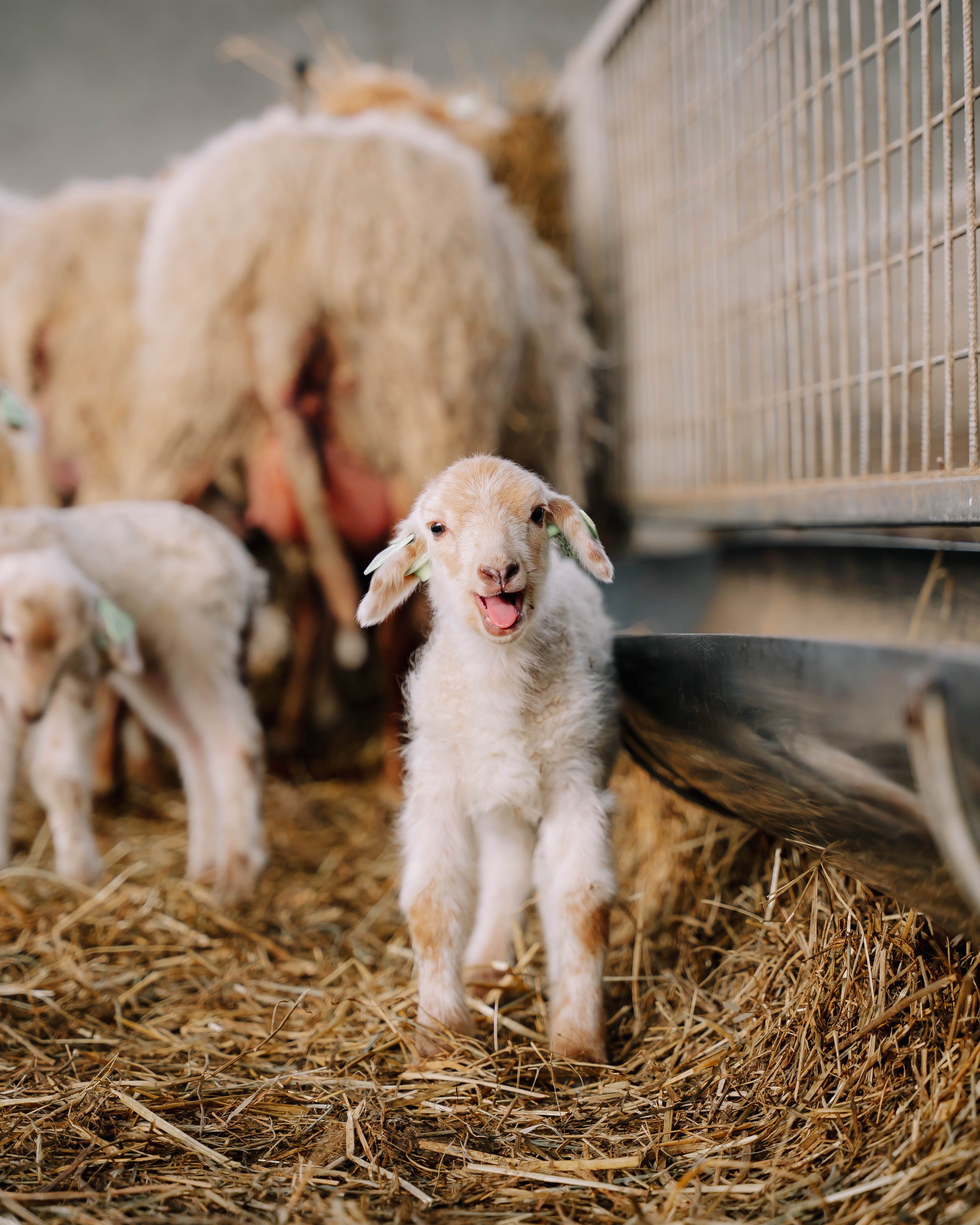 young lamb in a barn De Wassum