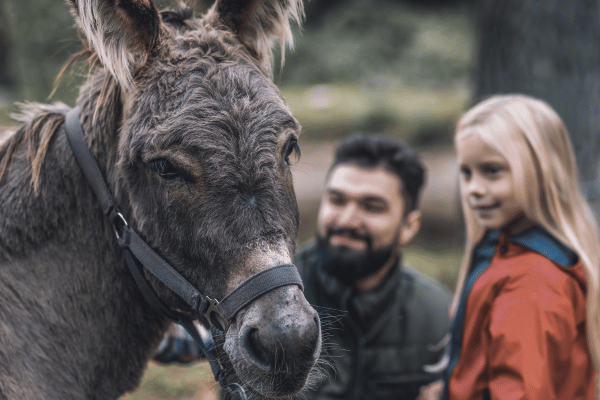 Off to the Countryside