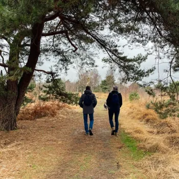Twee wandelaars met rugzakken lopen over een bospad onder gebogen dennenbomen in een winterse, goudbruine natuur.