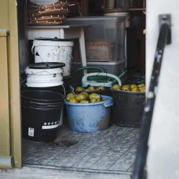 Emmers met peren in een schuur, tussen potten, bakken en tuingereedschap.